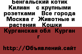 Бенгальский котик Килиан , с крупными розетками - Все города, Москва г. Животные и растения » Кошки   . Курганская обл.,Курган г.